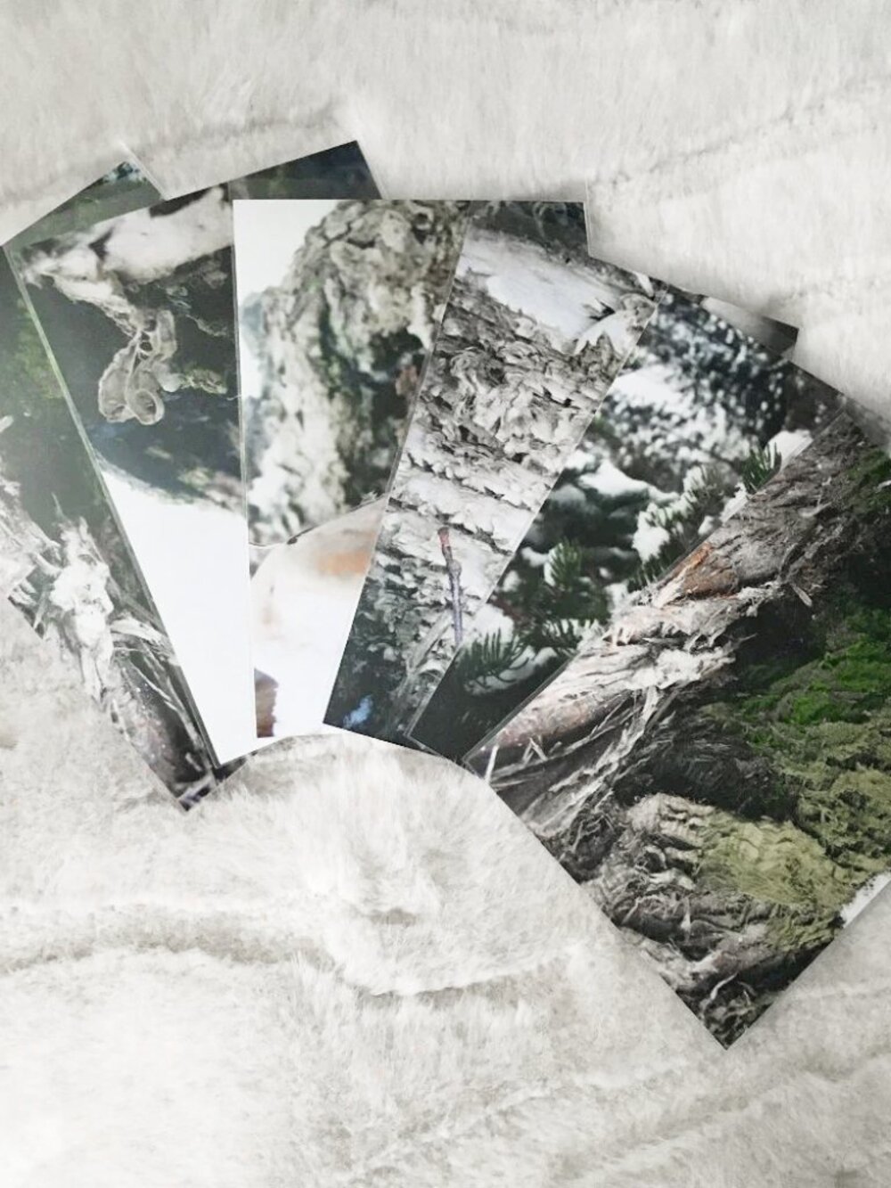 Set of 6 Original Canadian 'Into The Woods' Photographs Nature Macro Art